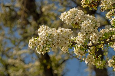 İlkbaharda açan bir armut dalına yakın plan..