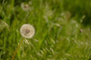 White dandelion flower with seeds on the green blurred background of grass. clipart