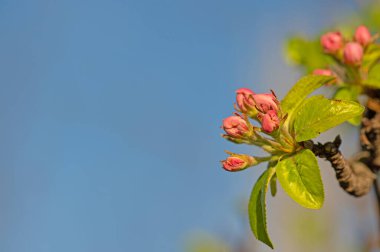 İlkbaharda pembe çiçekli meyve ağacı dalı. Mavi gökyüzü arkaplanı.