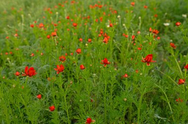 Bir tarlada bir sürü kırmızı renkli çiçek. Adonis flammea.