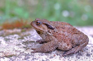 Doğal ekosistemde yaygın kurbağa (Bufo bufo).