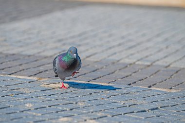Parkta beton zeminde yürüyen güvercin..