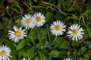 İlkbaharda kırsalda açan papatyalar..