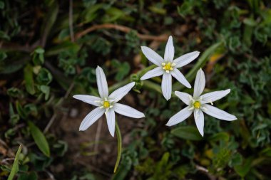 Kuru zeminde yetişen beyaz çiçekler. Bilimsel adı: Ornithogalum Umbellatum