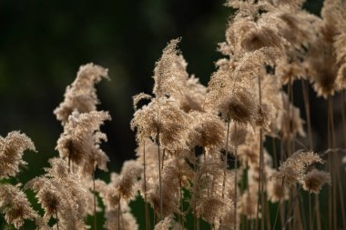 Sulak alandaki sarı lağım bitkilerinin püskülleri..
