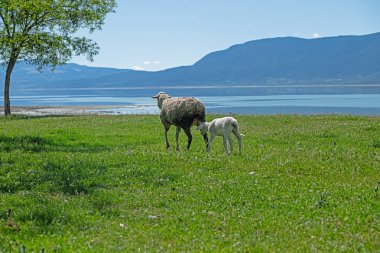 Gölde otlayan koyunlar ve kuzular. Burdur Gölü, Türkiye.