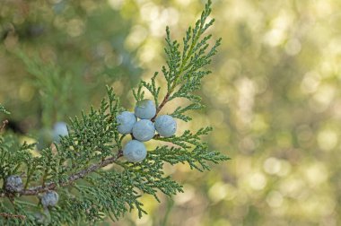 Ardıç dalı ve taze tohumlar.