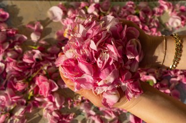 Su ve yağ çıkarmak için toplanan pembe güller bir kadının avucunun içinde. Isparta, Türkiye.