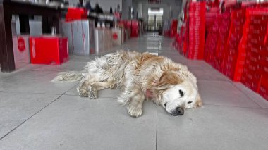 Dükkânın ortasında uyuyan köpek..