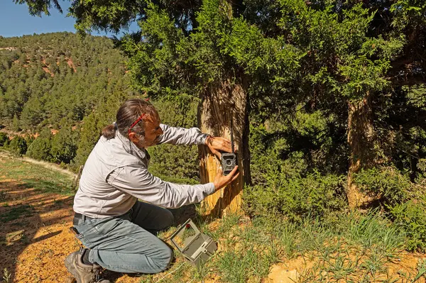 Vahşi hayvanları çekmek için ağaca fotoğraf tuzağı kuran bir adam..