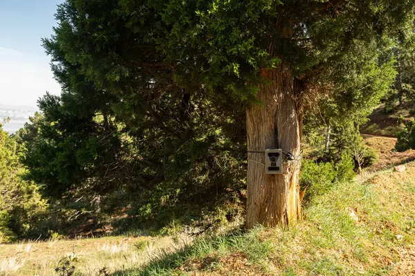 Vahşi hayvanları yakalamak için ormandaki bir ağaca bağlı fotoğraf tuzağı..
