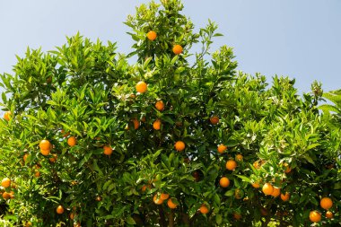 Portakal ağacında taze portakal meyveleri.