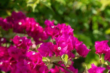 Pembe renkli bougainvillea çiçekleri ve bulanık, yeşil arka plan.