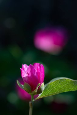 Doğada kırmızı ve pembe çiçekler. Türkiye 'ye özgü bir bitki, şakayık, bilimsel isim; Paeonia turcica.