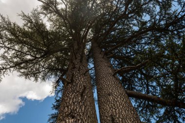 Gökyüzüne doğru sedir ağacının görüntüsü.