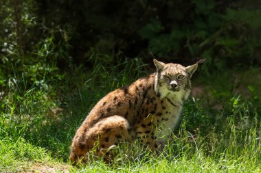 Avrasya Vaşağı (Lynx vaşak) ormandaki yeşil çimlerin arasında oturuyor.