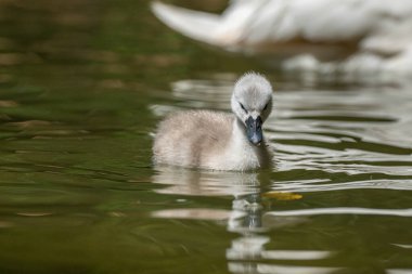 Kuğu cygnet gölette yüzüyor. (Kuğu rengi))