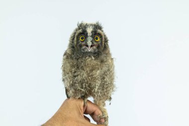 He's holding a baby Long-eared Owl (Asio otus). clipart