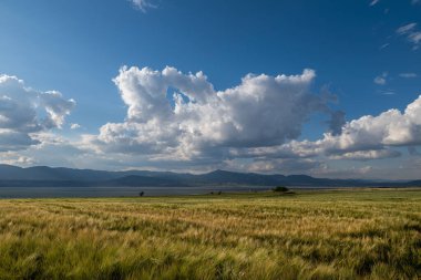 Buğday kulakları, göl, bulutlar ve gökyüzü manzarası. Burdur Gölü, Türkiye.