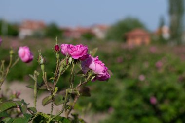 Ünlü kent Isparta 'daki gül tarlalarındaki pembe güller Türkiye' nin ünlü bir şehridir..