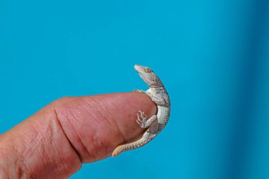 Kotschy 'nin çıplak parmaklı Gecko' su insanın elinde, yakın plan (Mediodactylus kotschyi). Mavi arkaplan.