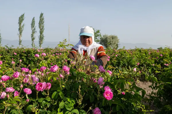 stock image Turkish peasant woman and man picking roses in the rose fields of Isparta, a famous city in Turkey.