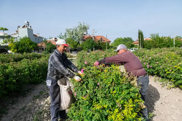 Stock image Turkish peasant men picking roses in a field in the Turkish city of Isparta. The famous Isparta rose.