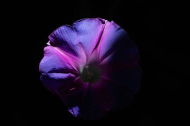 Bahçede sabah zaferi çiçek açıyor. Siyah arka plan. Mor çiçek..