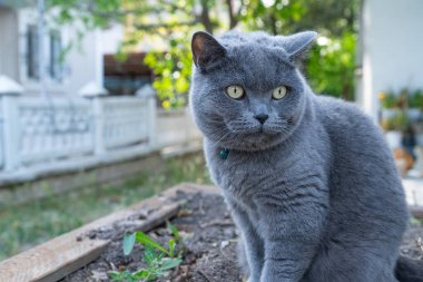 Bahçedeki gri İngiliz kedisi, arka plan, sevimli komik kedi yakın plan, genç oyuncu kedi yatakta, evcil kedi, dinlenen kedi, dinlenen kedi, evde oynayan kedi, zarif kedi.