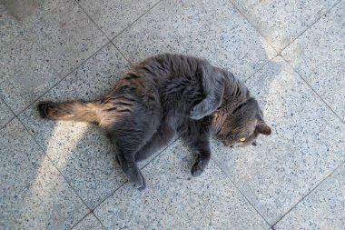 Kedi yerde yatıyor. Tembel ve uykulu kedi konsepti.