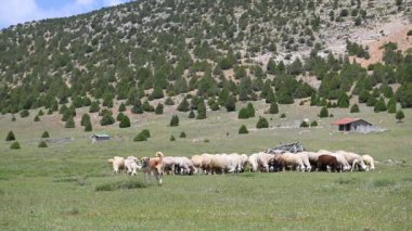 Otlaktaki yeşil çimlerle beslenen koyun sürüsü. Bulutlu gökyüzü, ardıç ağaçlı dağlar.
