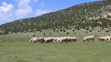 Otlaktaki yeşil çimlerle beslenen koyun sürüsü. Bulutlu gökyüzü, ardıç ağaçlı dağlar.