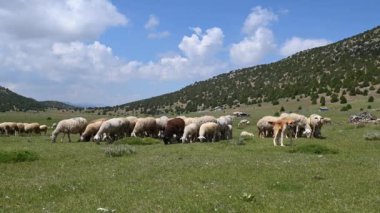 Koyun sürüsü ve çoban köpeği otlakta yeşil çimlerle besleniyor. Bulutlu gökyüzü, ardıç ağaçlı dağlar.