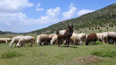 Otlakta yeşil çimlerle beslenen koyun ve eşek sürüsü. Bulutlu gökyüzü, ardıç ağaçlı dağlar.