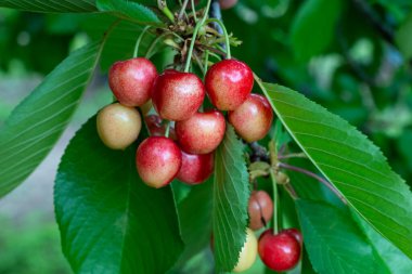 Yeşil yaprakların bulanık arka planında, yaz bahçesindeki bir dalda tatlı bir kirazın kırmızı meyveleri. Yaklaş. Seçici odak