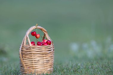 Lezzetli kırmızı olgun kirazlar sepette. Yeşil bulanık arkaplan.