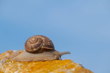 Yosun kayasında salyangoz. Gökyüzü arkaplanı.