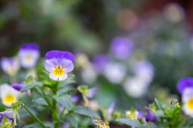 Fotokopi alanı olan yeşil bir çimenlikte çiçekler.