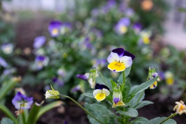 Fotokopi alanı olan yeşil bir çimenlikte çiçekler.