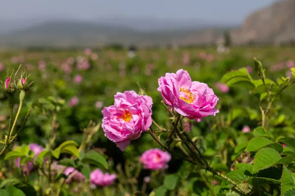 Pembe renkli gül bahçesi. Meşhur Isparta Türkiye 'de doğdu.