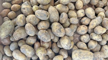 Tarladan taze alınmış patatesler..