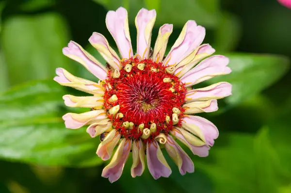 stock image The new zinnia flowers bloom perfectly in the garden.