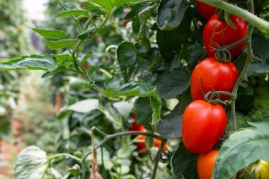 Close up shot of organic tomatoes growing on a stem. Local produce farm. Copy space for text, background.
