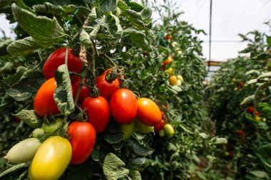 Close up shot of organic tomatoes growing on a stem. Local produce farm. Copy space for text, background.