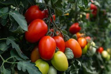 Close up shot of organic tomatoes growing on a stem. Local produce farm. Copy space for text, background.