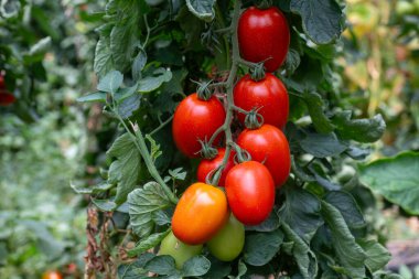Close up shot of organic tomatoes growing on a stem. Local produce farm. Copy space for text, background.