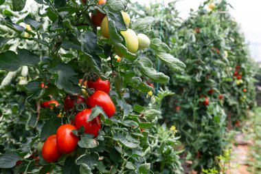 Close up shot of organic tomatoes growing on a stem. Local produce farm. Copy space for text, background.