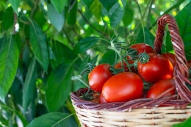 Seradaki sepetteki kırmızı domatesler. Domates hasadı.
