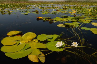 Beyaz renkli nilüfer çiçekleri ve gölde yapraklar. isikli Gölü, Civril, Denizli, Türkiye.