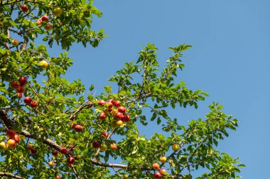Kırmızı ve sarı renkli erik ağacı dalında lezzetli erik meyveleri.